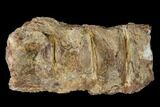 Fossil Fish (Ichthyodectes) Vertebrae - Kansas #136468-1